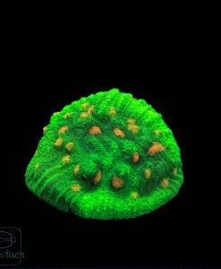 Chalice Space invader