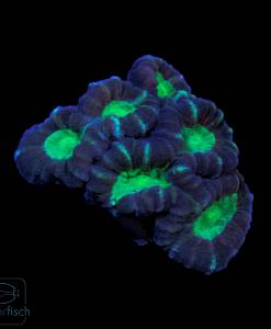 WYSIWYG Favia Green Eye