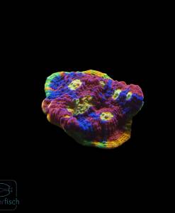 Chalice Flaming Bugatti