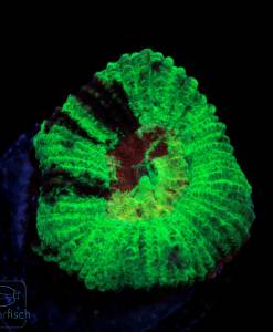 WYSIWYG Goniastrea Toxic Green