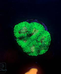 Alternative view of WYSIWYG Favites Toxic green