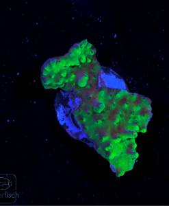 Alternative view of WYSIWYG Acropora batunai