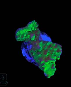 WYSIWYG Acropora batunai