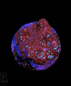 Acanthastrea echinata ultra Red & Blue