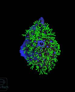 WYSIWYG Briareum violaceum (Grüne Röhrenkoralle)