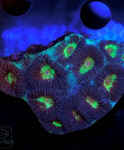 Alternative view of WYSIWYG Favia Multicolor