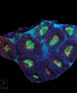 Acanthastrea echinata ultra Purple/Green