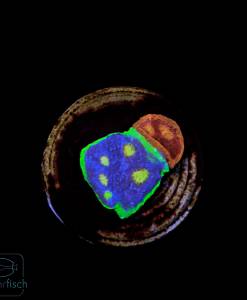 Chalice Flaming Bugatti