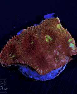 WYSIWYG Favia Red/Green