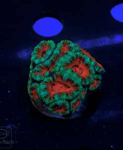 Alternative view of WYSIWYG Acanthastrea Lordhowensis Rainbow