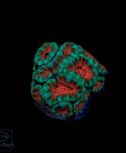 Acanthastrea Lordhowensis Rainbow