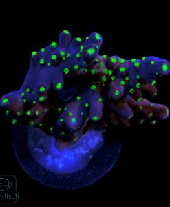 WYSIWYG Acropora tricolor