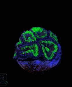 Acanthastrea Lordhowensis Blue/Green