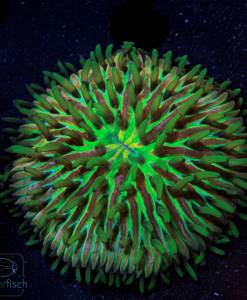 Fungia Green