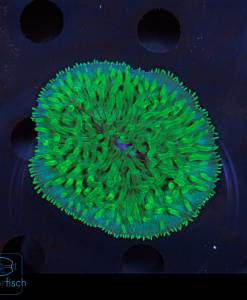 Alternative view of WYSIWYG Fungia Green