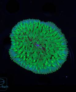 Fungia Green