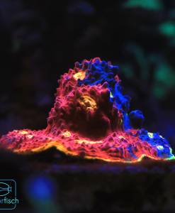 Alternative view of WYSIWYG Chalice Flaming Bugatti