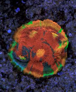 Alternative view of WYSIWYG Chalice Flaming Bugatti Ultra