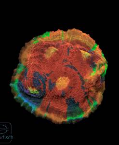 Chalice Flaming Bugatti "Ultra"