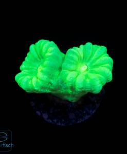 Caulastrea furcata green