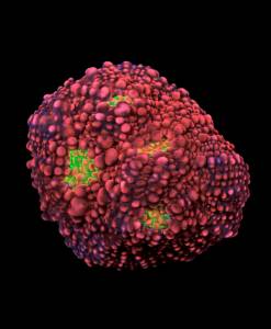 WYSIWYG Chalice Pink Bubbies