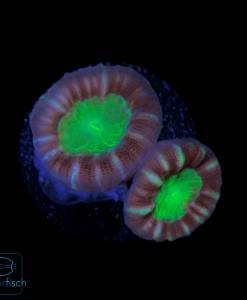 Caulastrea furcata bicolor