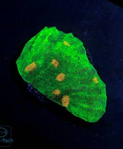 Chalice Space Invader