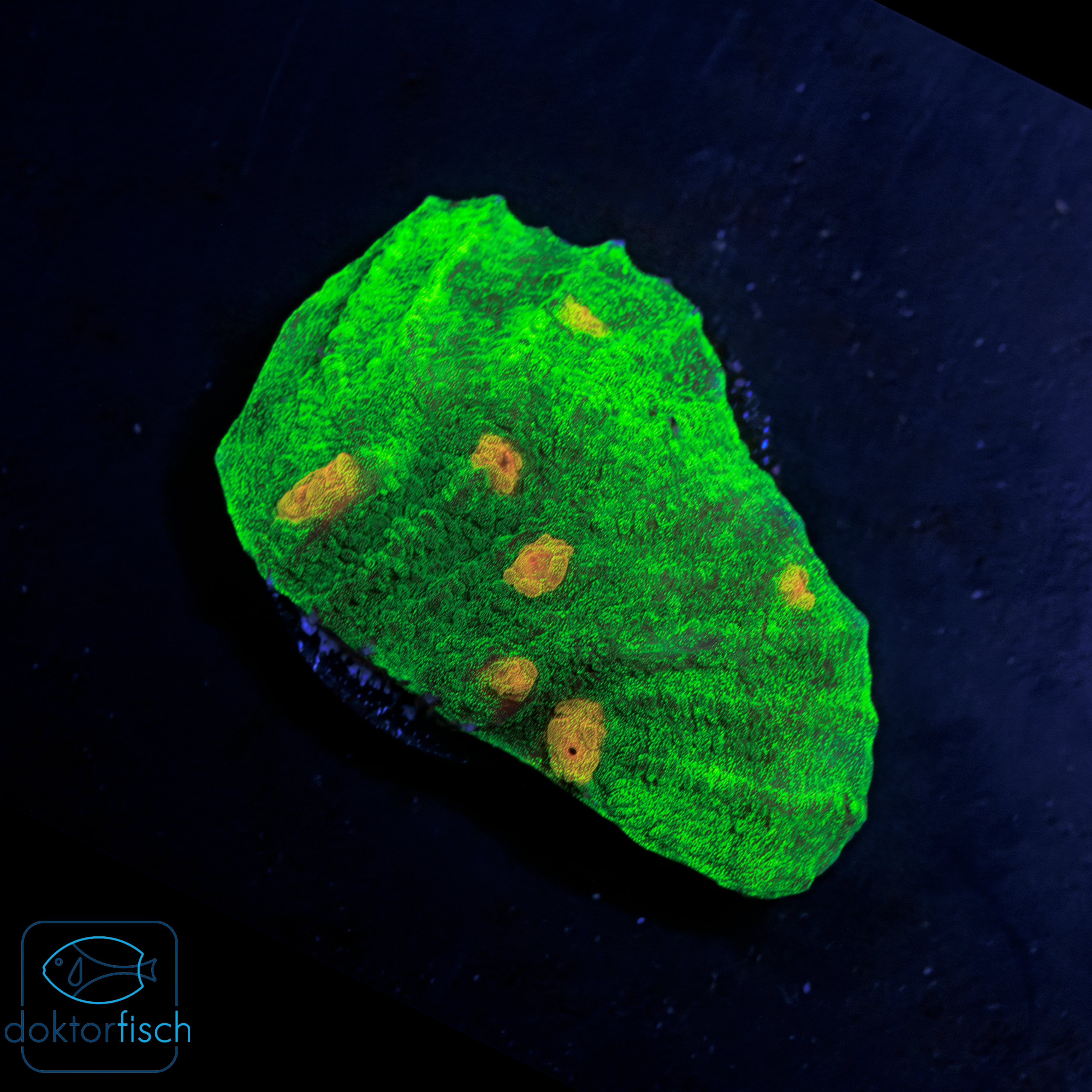 4000x4000 Chalice Space Invader