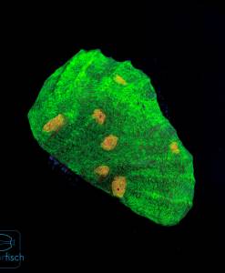 Chalice Space Invader