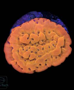 Montipora Flaming Phoenix