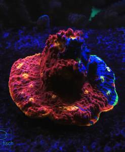 Chalice Flaming Bugatti