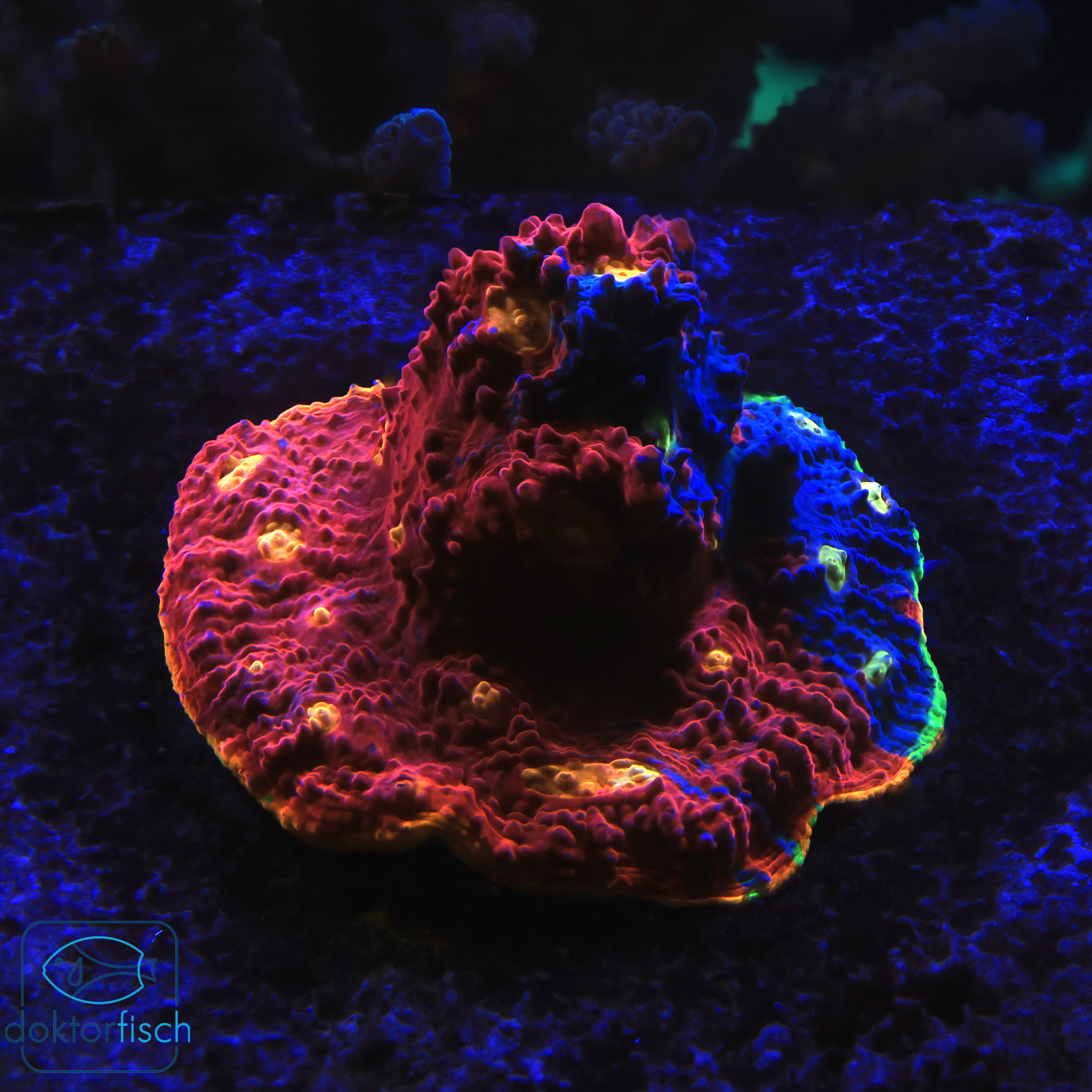 4000x4000 Chalice Flaming Bugatti