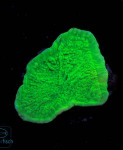 Montipora foliosa green