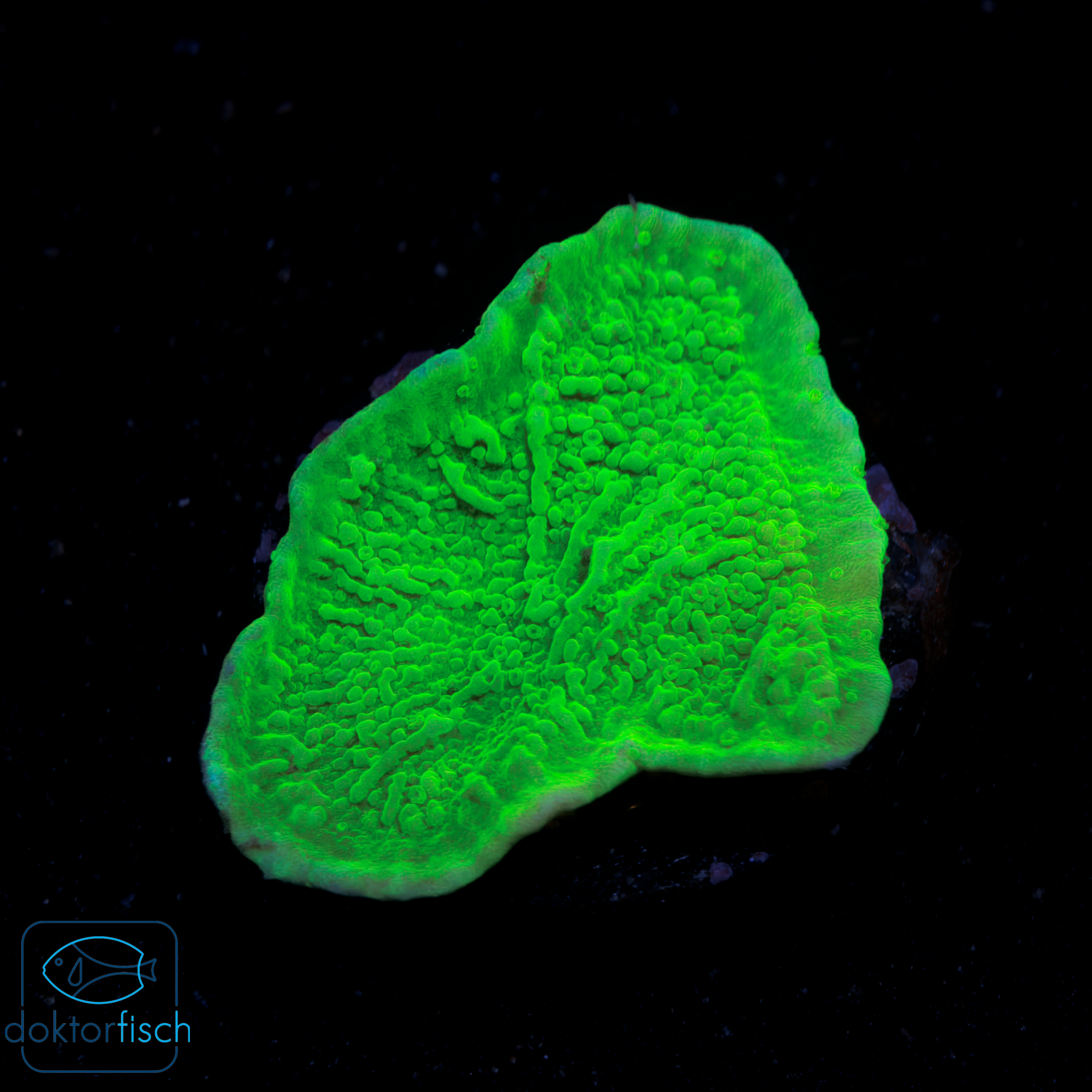 4000x4000 Montipora foliosa green