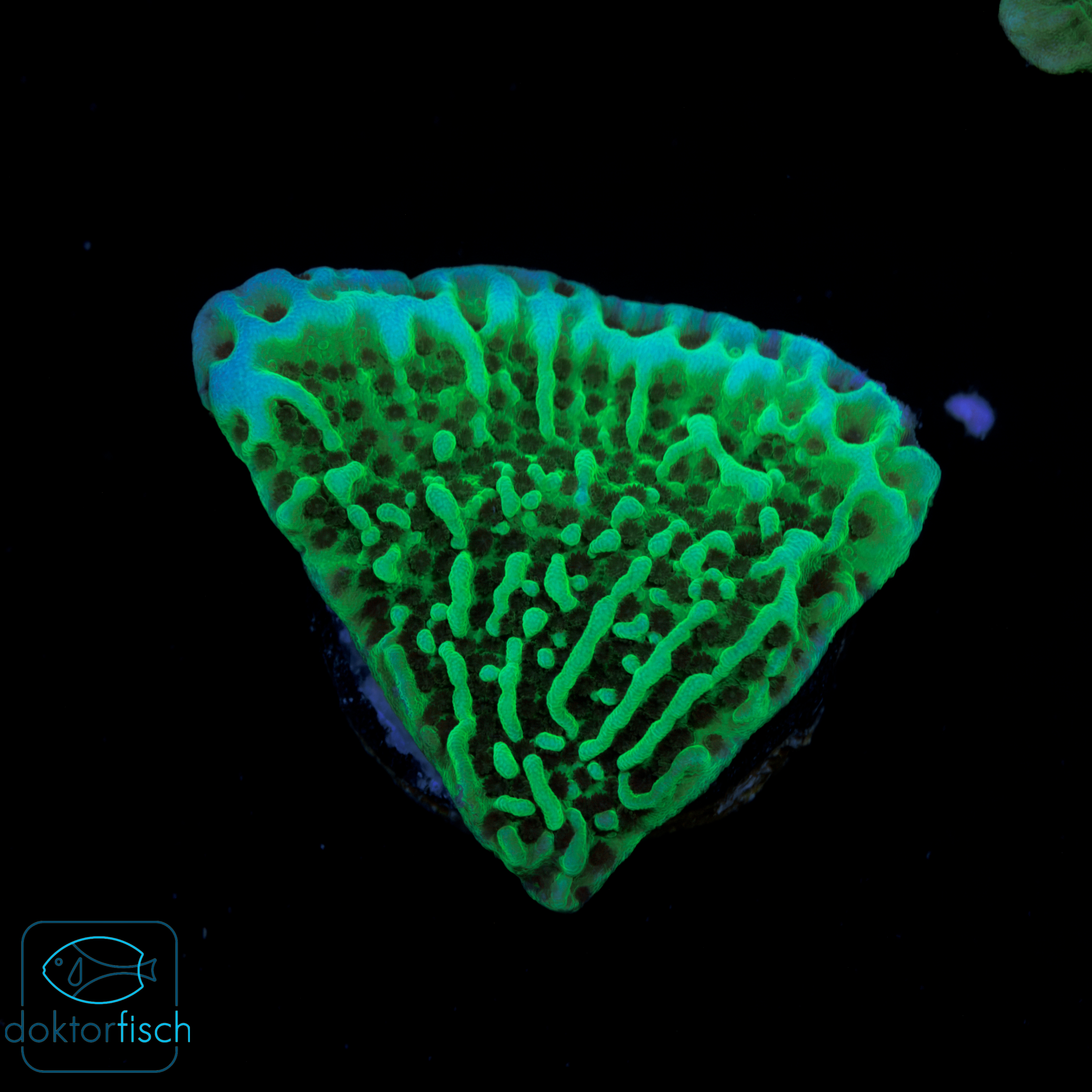 4000x4000 Montipora undata