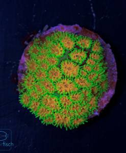 Alternative view of WYSIWYG Leptastrea John Deere