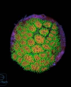 WYSIWYG Leptastrea John Deere