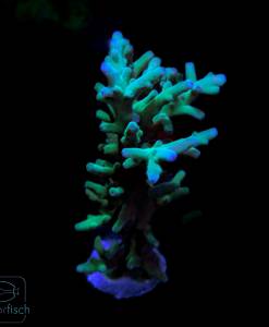 Acropora Batunai