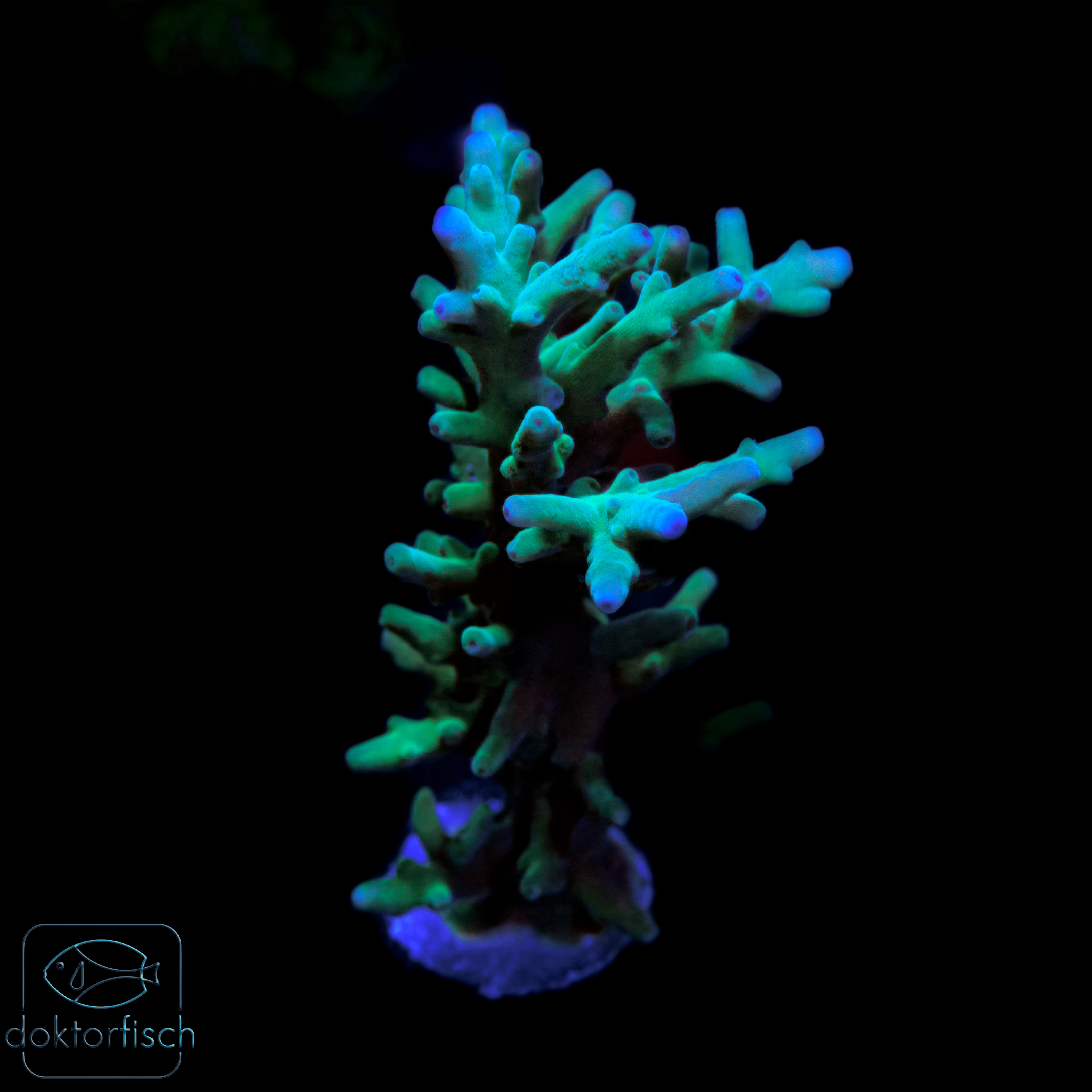6000x6000 Acropora Batunai