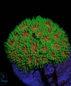 Leptastrea John Deere