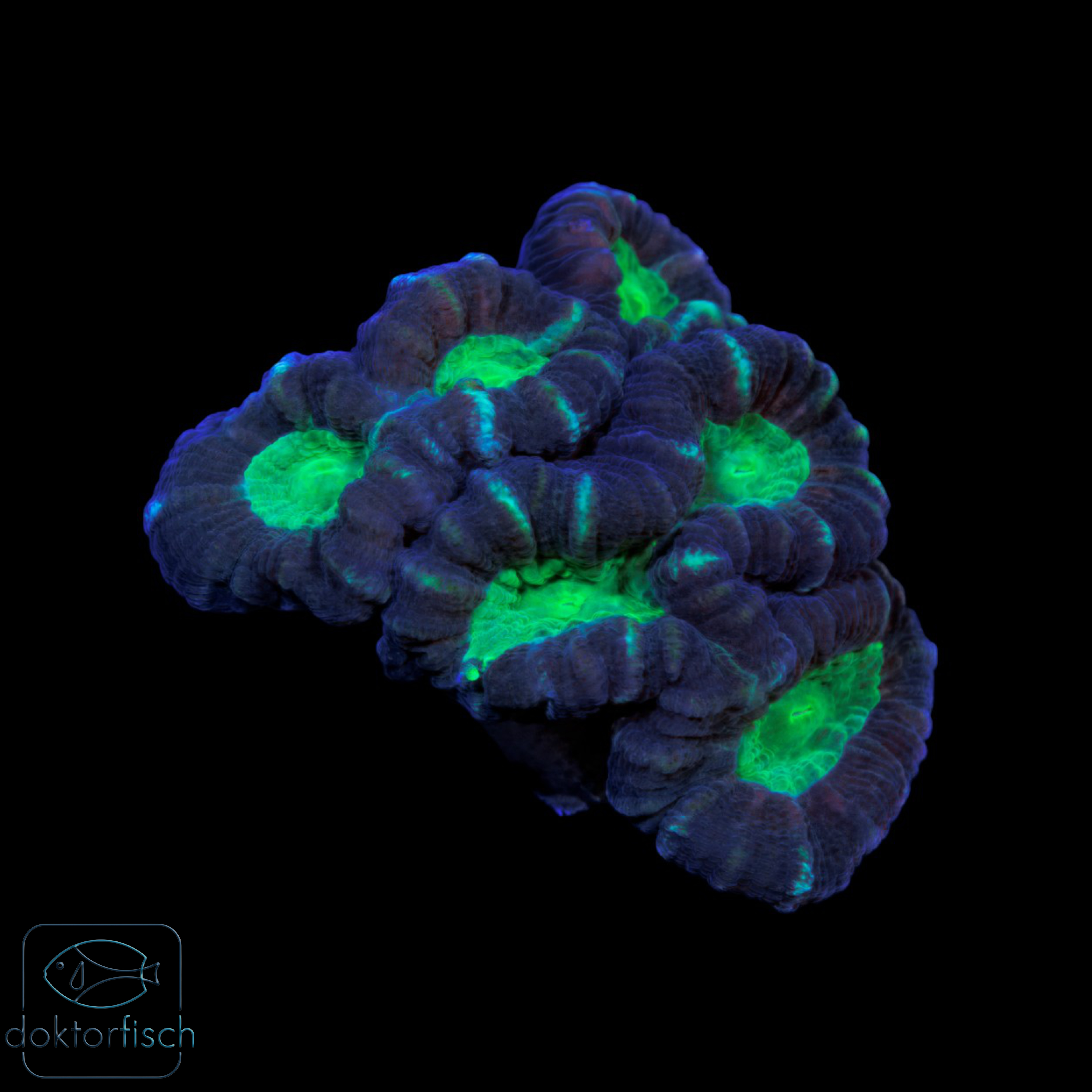 6000x6000 Caulastrea furcata bicolor