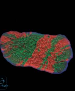 Montipora Foliosa Graftet