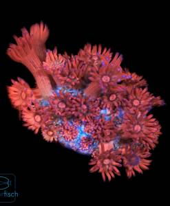 Goniopora Red Blue Tips