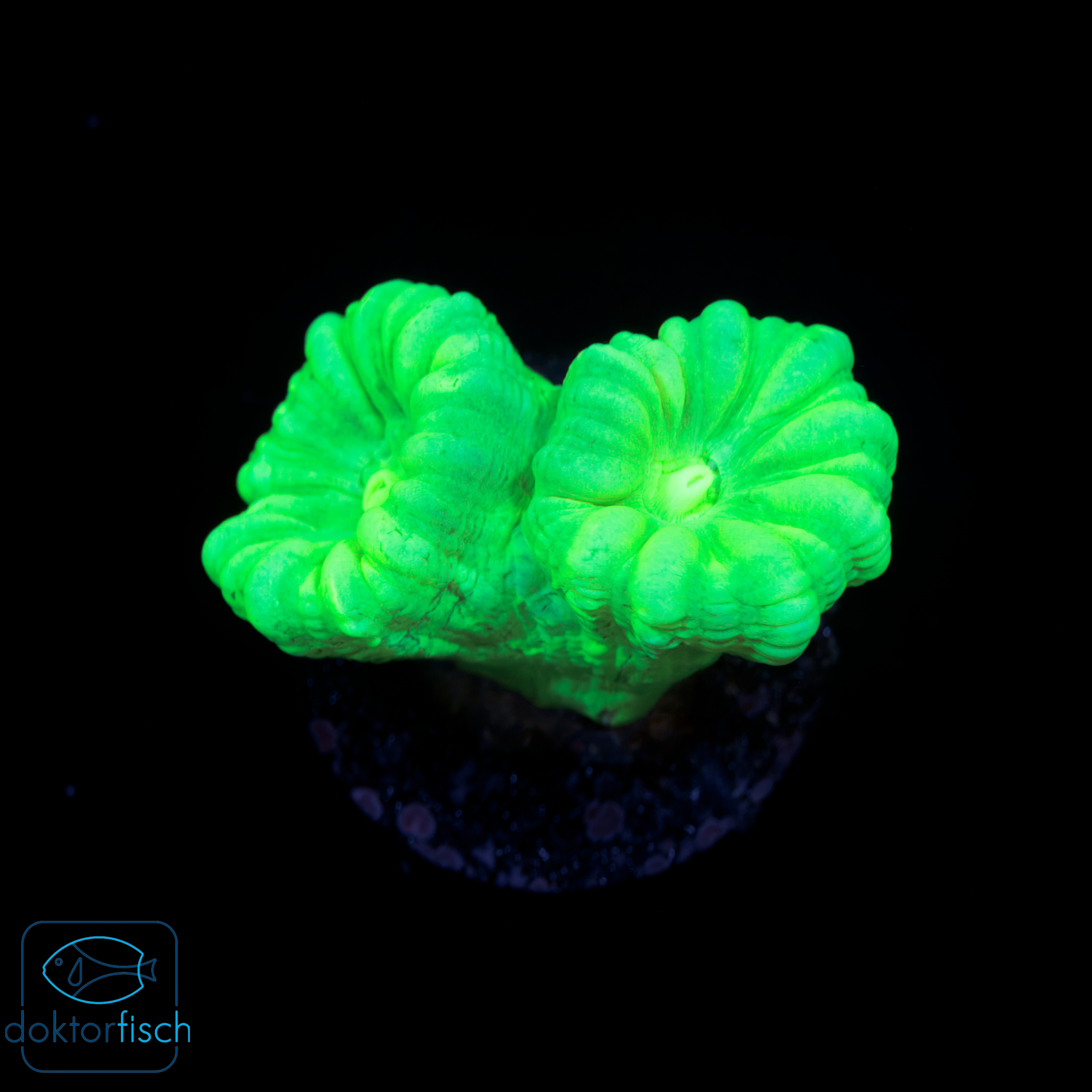 Caulastrea furcata green