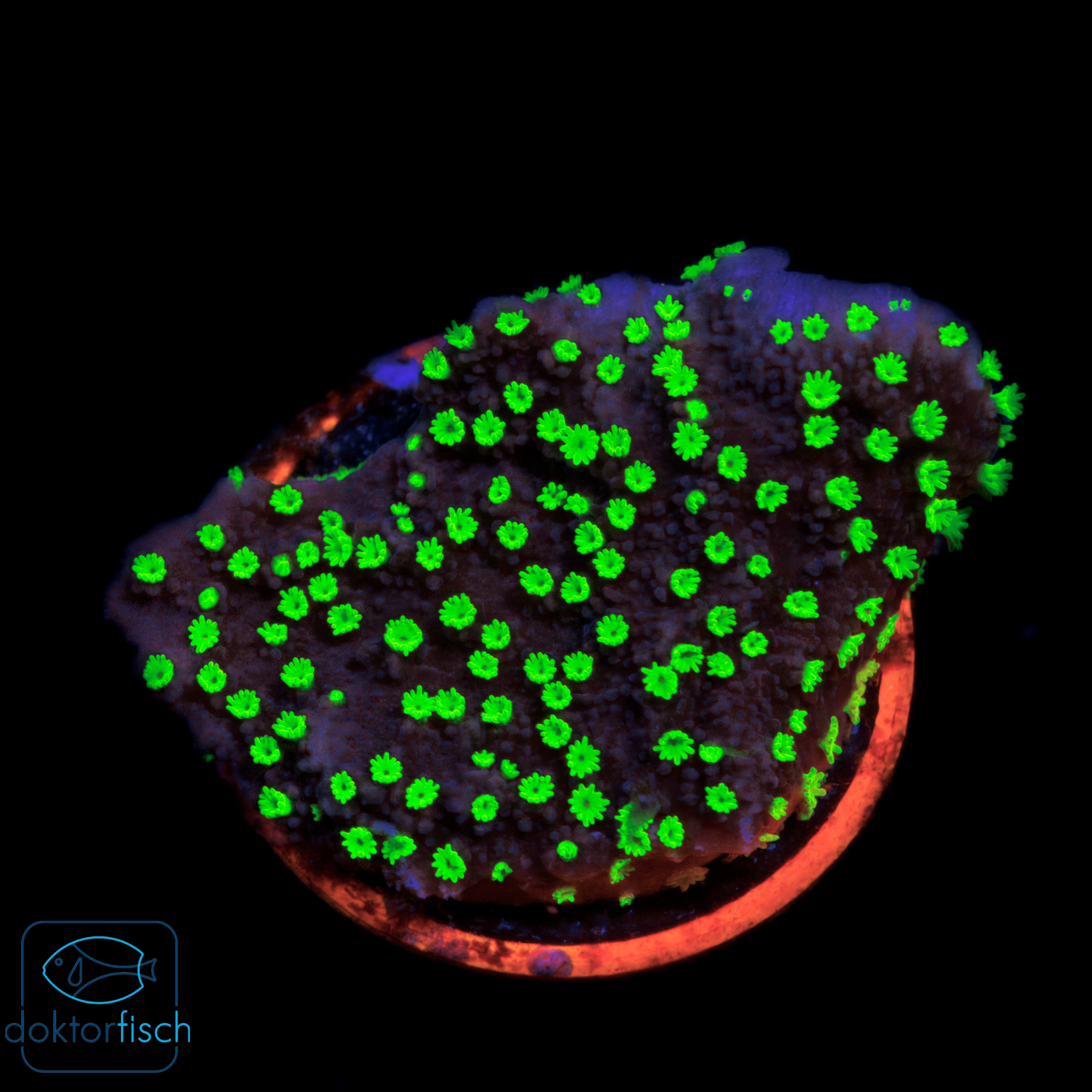 Montipora hoffmeisteri