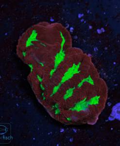 Alternative view of WYSIWYG Platygyra Goblin Fire