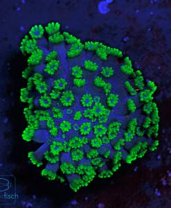 Alternative view of WYSIWYG Alveopora Green Blue mouth