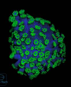 Alveopora Green Blue mouth