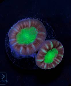 Caulastrea furcata bicolor