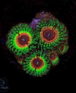 Zoanthus Little Shop of Horror